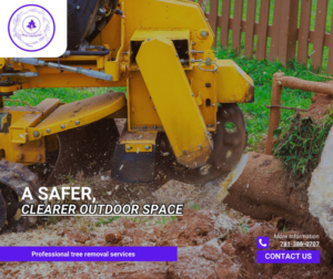 A professional stump grinder removing a tree stump for Shore Tree Service in Quincy, MA.