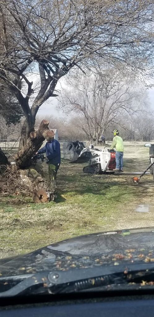 Arbor Med Tree Service workers performing stump grinding and tree removal cleanup in Wichita, KS.