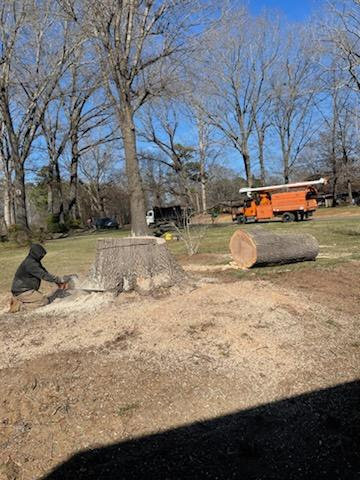 A worker using a chainsaw to cut a tree stump with a bucket truck in the background by Triad Tree Removal LLC in Greensboro, NC.