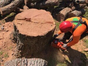 A tree service professional using a chainsaw to remove a tree stump, a service offered by Peoria Tree Experts in Peoria, IL.