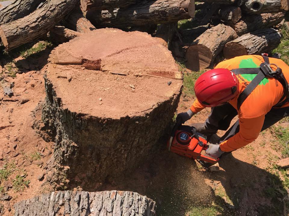 A tree service professional using a chainsaw to remove a tree stump, a service offered by Peoria Tree Experts in Peoria, IL.