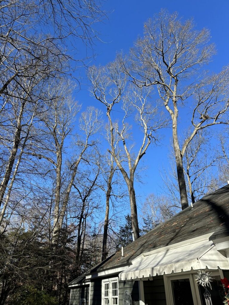 Several tall, bare trees with visible signs of recent trimming or topping, showcasing tree care by Victor Solis Tree Service in Norfolk, VA.