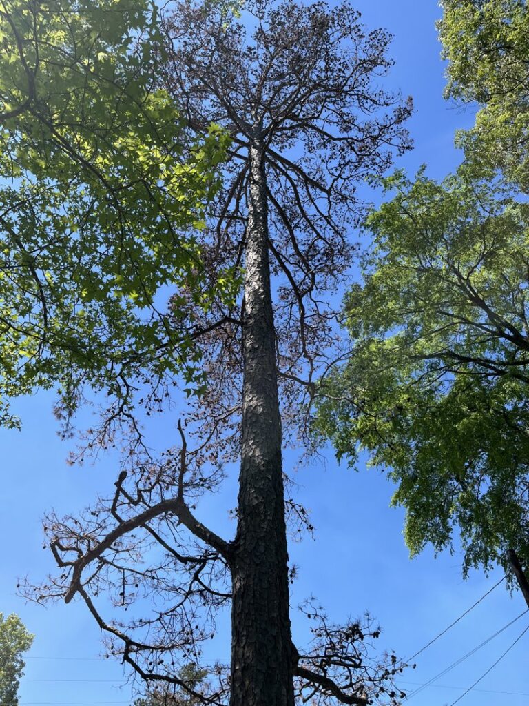 A very tall, dead or dying pine tree standing against a clear blue sky, indicating a hazardous tree removal project for D&M Tree and Land Services in Macon, GA.
