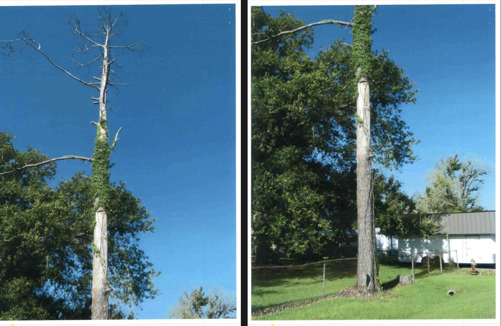 A tall, dead tree covered in vines, awaiting removal by LeBlanc's Tree Service in Baton Rouge, LA.