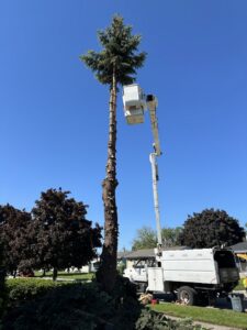 A tall evergreen tree undergoing removal or trimming with a bucket truck by Raptors Tree Service LLC in Hammond, IN.