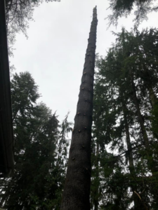 A tall, limbed tree trunk standing against the sky after professional tree trimming by El negociante in Everett, WA