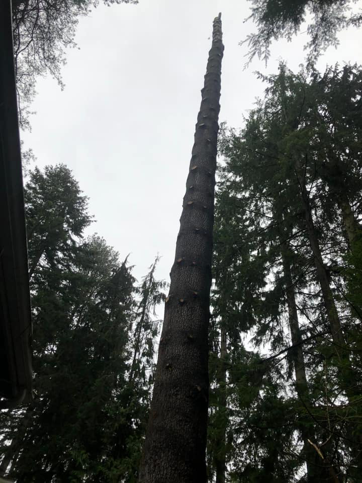 A tall, limbed tree trunk standing against the sky after professional tree trimming by El negociante in Everett, WA