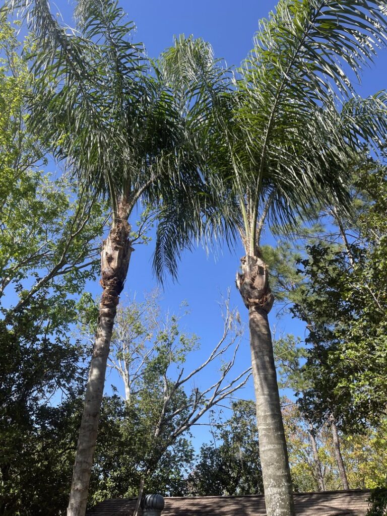 A tall, neatly trimmed palm tree against a cloudy sky, demonstrating tree service by Right Cut Tree in Orlando, FL.