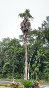 A tall palm tree with dead fronds needing trimming or removal by Hansen Tree Service in Abington, MA.