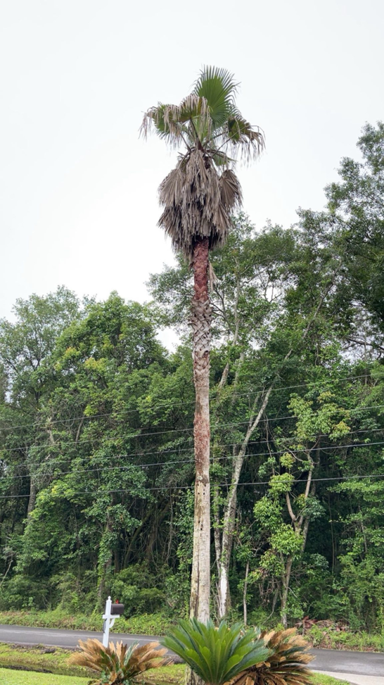 A tall palm tree with dead fronds needing trimming or removal by Hansen Tree Service in Abington, MA.