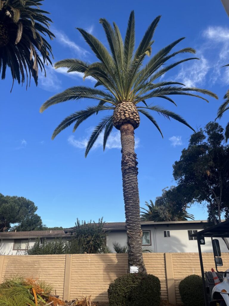 A tall palm tree after professional trimming by Jarquin Tree Service, LLC in San Jose, CA.