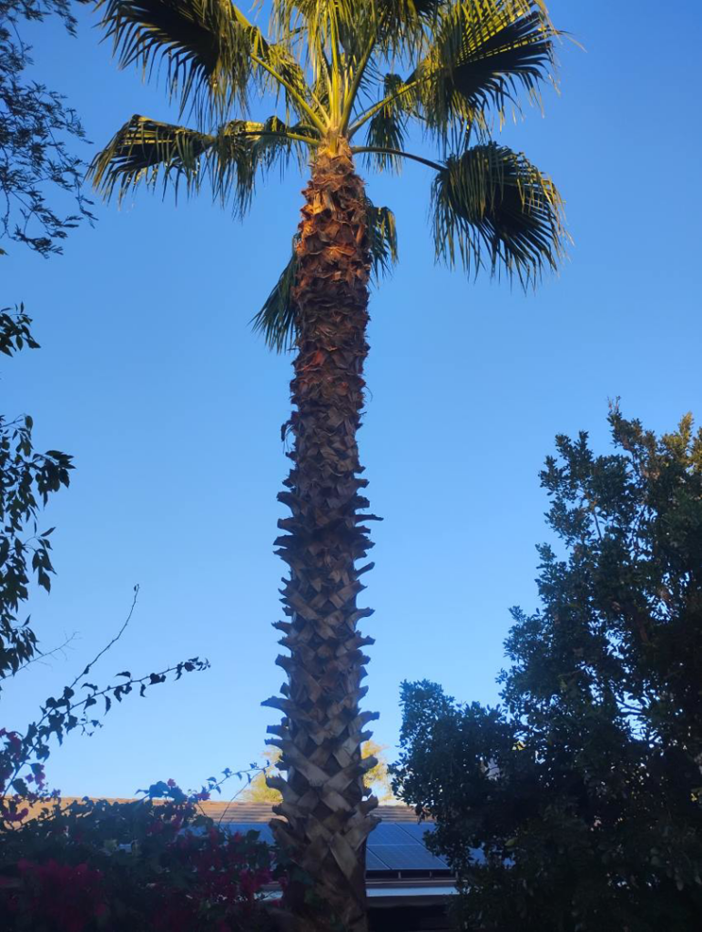A tall palm tree after professional trimming by Two Brothers Lawn & Tree Service in Fort Worth, TX.