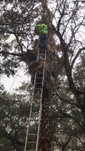 A tree service worker on a very tall ladder trimming a palm tree for Yates Tree Inc. in San Antonio, TX