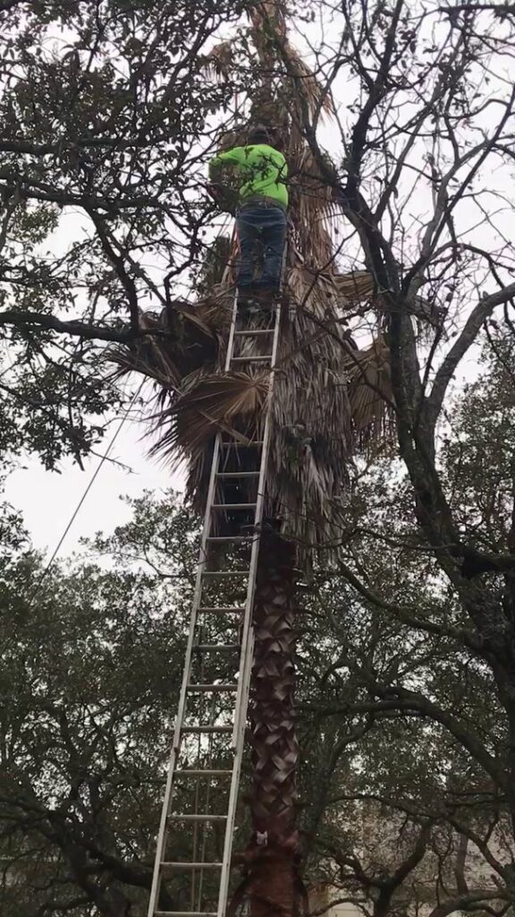 A tree service worker on a very tall ladder trimming a palm tree for Yates Tree Inc. in San Antonio, TX