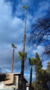 Several tall palm trees with clean trunks, showing the results of professional trimming services by Tree Trimming 4 Less in Los Angeles, CA.