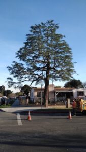 Several tall palm trees with clean trunks in a residential area, showing the results of trimming services by Tree Trimming 4 Less in Los Angeles, CA.