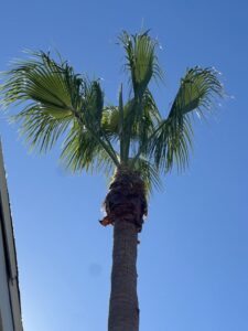 Two tall, neatly trimmed palm trees against a blue sky, showcasing tree care by Right Cut Tree in Orlando, FL.