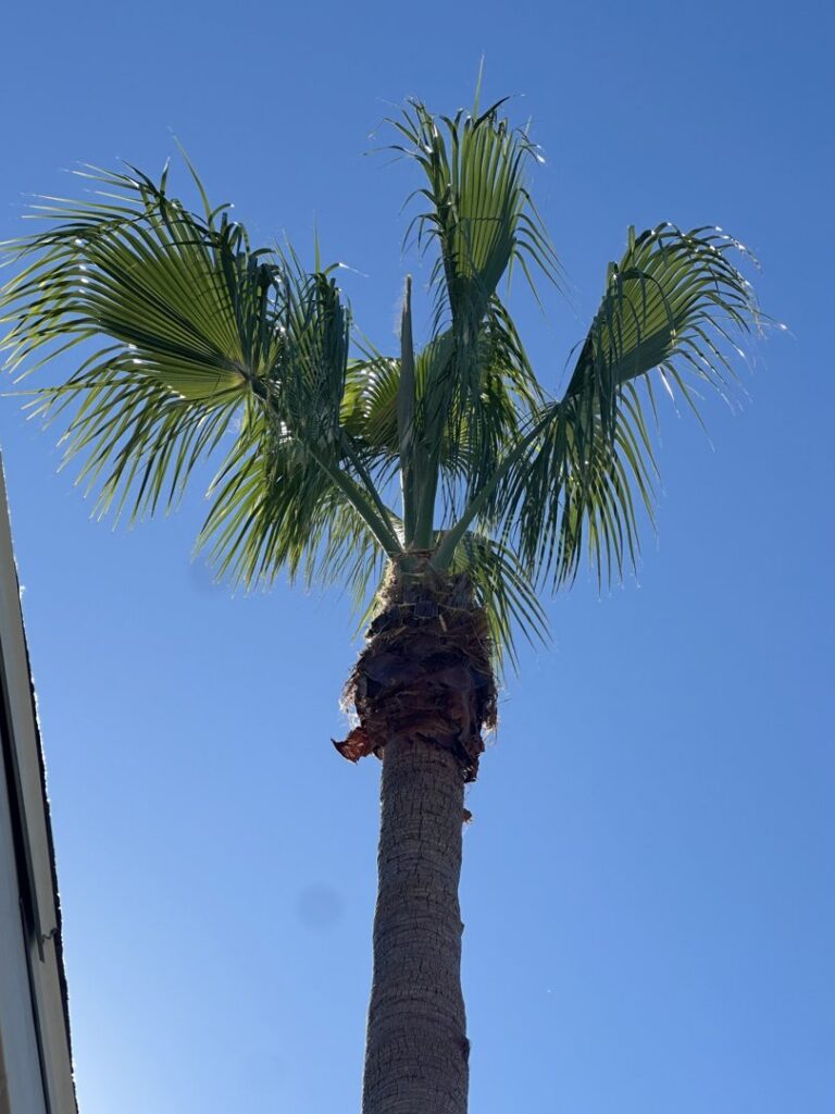 Two tall, neatly trimmed palm trees against a blue sky, showcasing tree care by Right Cut Tree in Orlando, FL.