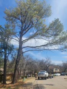 A tall pine tree with lower branches pruned by S & M Tree Service, LLC, with crew and truck visible in Edmond, OK.