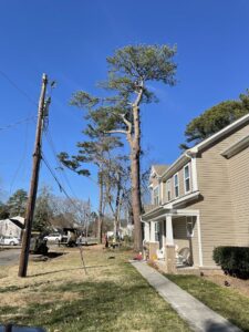 Tall pine tree removal in progress with a worker in the tree and equipment on the ground by Broccolo Tree Care in Rochester, NY.