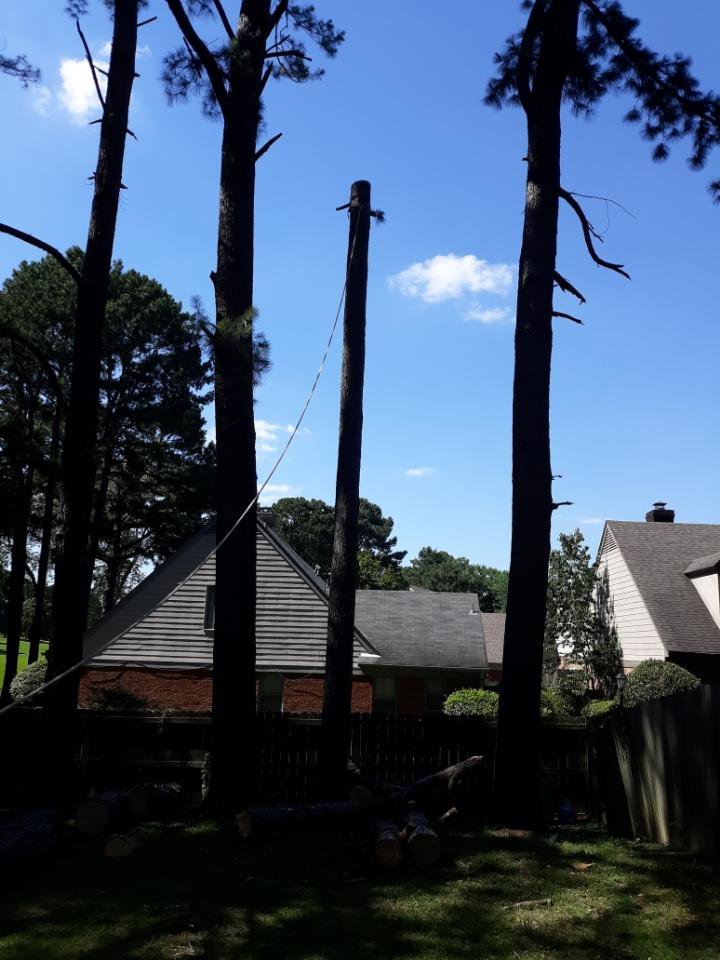 A tall pine tree with its top removed, indicating tree removal in progress or recently completed by TW's Tree Service in Memphis, TN.