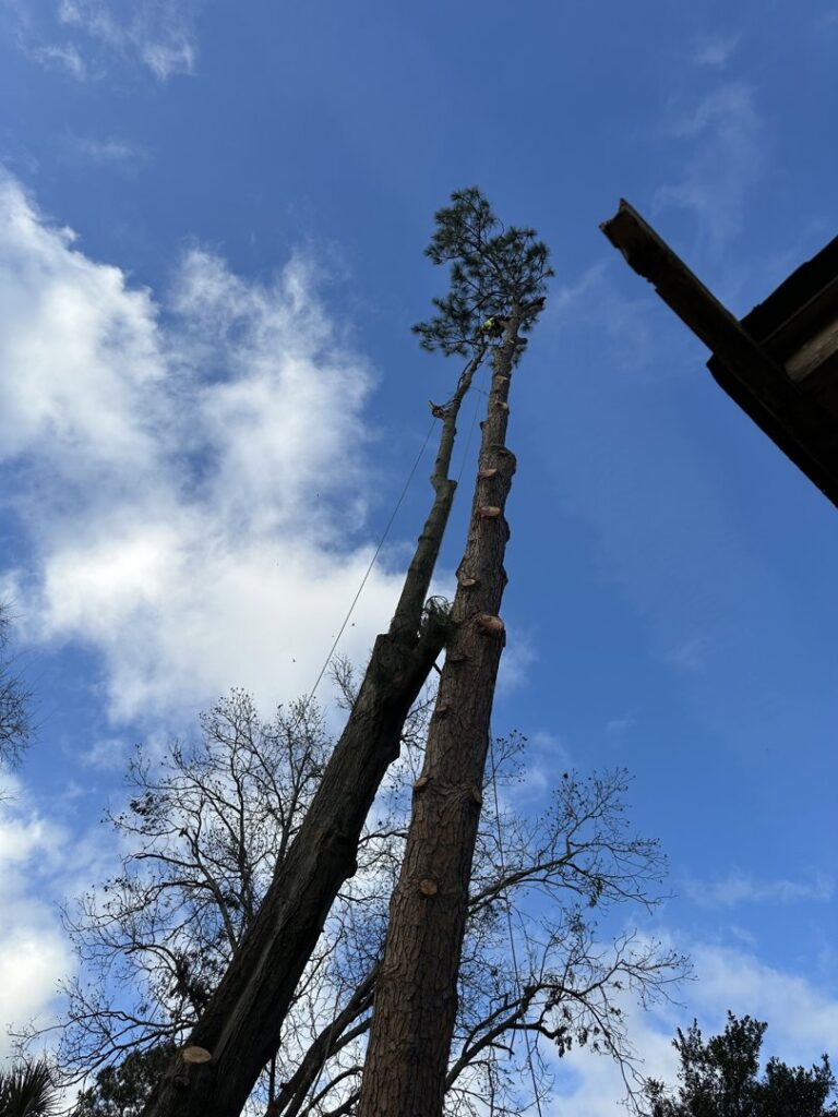 Two tall pine trees partially cut with ropes attached, indicating active tree removal by Ayla Tree Service in Bloomingdale, GA.
