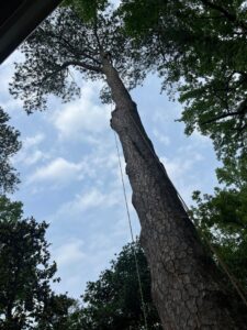 A tall pine tree with ropes, prepared for removal or trimming by Elegant Tree Service in Atlanta, GA.