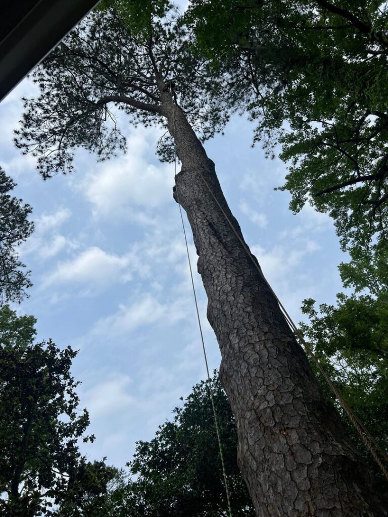 A tall pine tree with ropes, prepared for removal or trimming by Elegant Tree Service in Atlanta, GA.