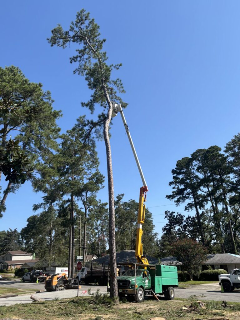 A tall pine tree being trimmed with a boom lift truck by 706 Tree and Stump in Augusta, GA.