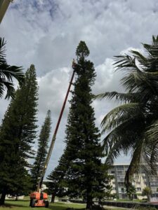A tree service worker in a bucket lift trimming a tall pine tree for Tree service of south florida inc in Fort Lauderdale, FL.