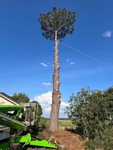 A tall pine tree after extensive trimming, with a green bucket lift nearby, performed by Solid Ground Tree & Property Services LLC in Dothan, AL.