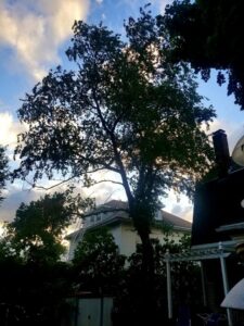 A tall tree after pruning services, with a residential house in the background, by Essential Tree Service in Boston, MA