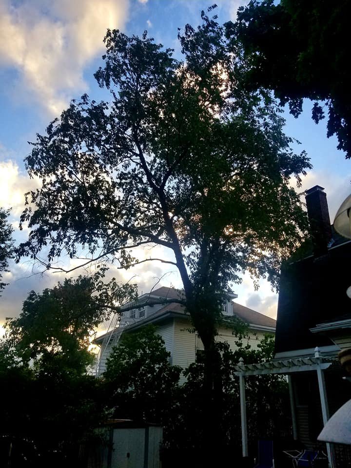 A tall tree after pruning services, with a residential house in the background, by Essential Tree Service in Boston, MA