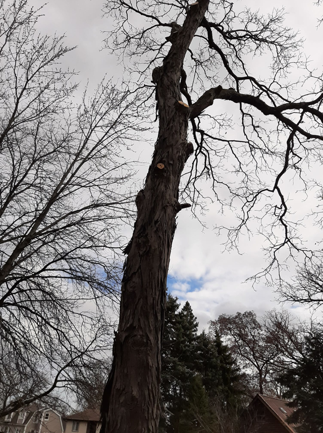 A tall tree with branches removed, showing professional tree trimming work by Stick Chasers Tree Service in Racine, WI.