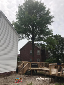 Tall tree close to a house and deck, indicating a need for tree service by A Professional Tree Service in Lexington, KY.