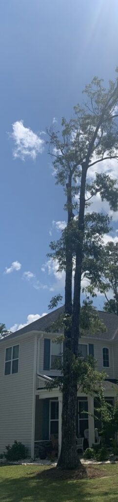 A tall tree standing next to a residential house, showing evidence of professional trimming or pruning by Ghost Tree Service LLC in Wilmington, NC.