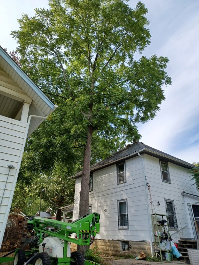A tall tree next to a residential house with a tree service lift in position, ready for work by Zepeda,LLC tree and bush removal in Rockford, IL.