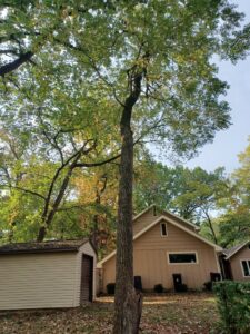 A tall tree with green leaves standing next to a residential house, suitable for tree service by Zepeda,LLC tree and bush removal in Rockford, IL.
