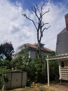 A tall tree that has been pruned, with ropes visible, indicating tree service work by Essential Tree Service in Boston, MA