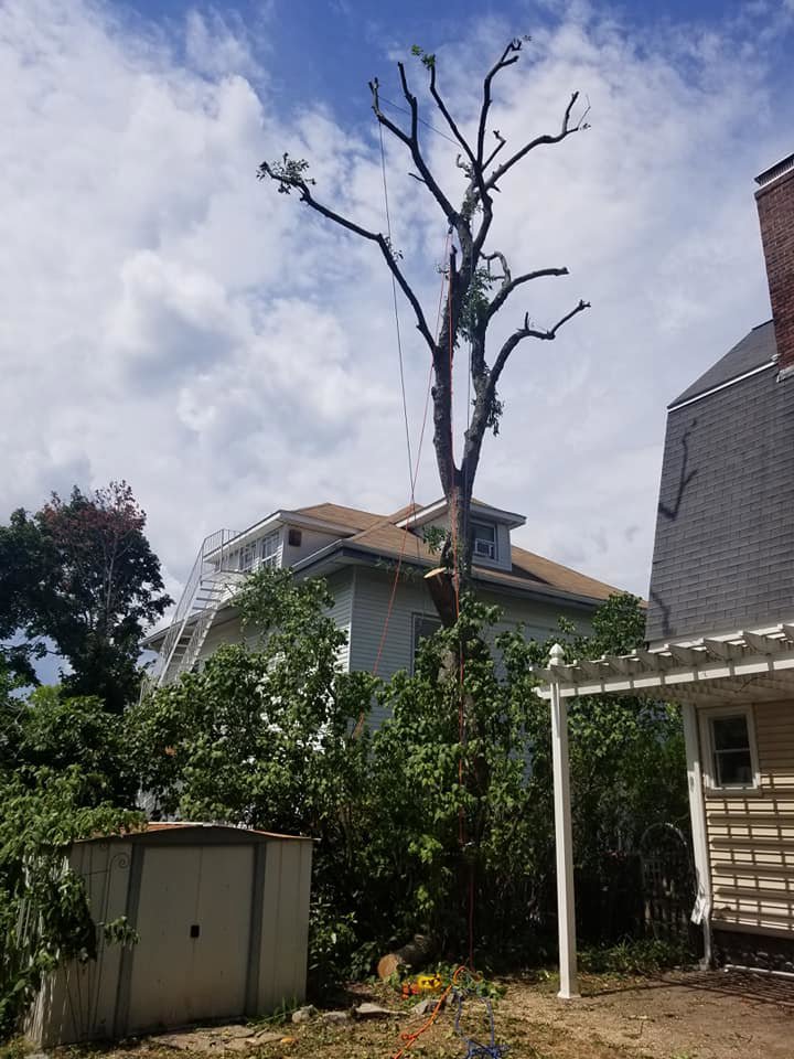 A tall tree that has been pruned, with ropes visible, indicating tree service work by Essential Tree Service in Boston, MA