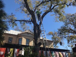 A tree service worker on a tall ladder performing pruning on a large tree for Yates Tree Inc. in San Antonio, TX