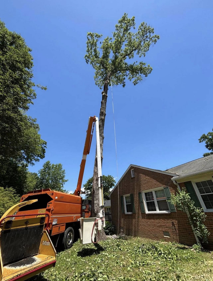 A tall tree being removed with a bucket truck and chipper by E&D Expert Tree service LLC in Newport News, VA.