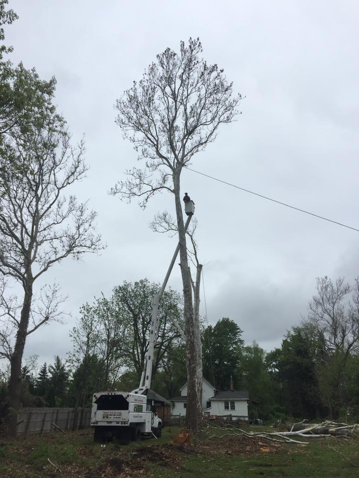 A worker in a bucket truck performing removal on a very tall tree for Robles Tree Service in Detroit, MI.