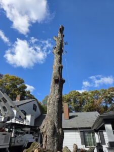 A tall tree being removed with a bucket truck in the background by Timber Taskforce Tree Service in York, PA.