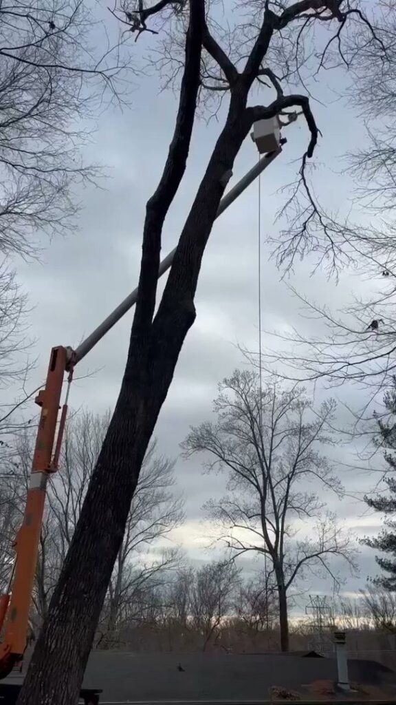 A bucket truck extended high next to a tall, bare tree trunk during a removal service by Triad Tree Removal LLC in Greensboro, NC.