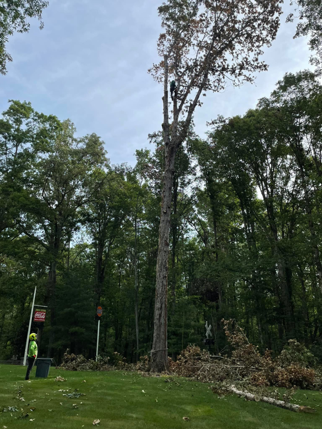 A tall tree being removed by a climber and ground crew from Ismael's Tree Service in Henrico, VA