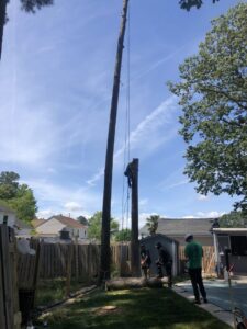 A tree service crew working on the removal of tall trees, with one worker high up and others on the ground, by J&J's Tree & Lawn in Portsmouth, VA.