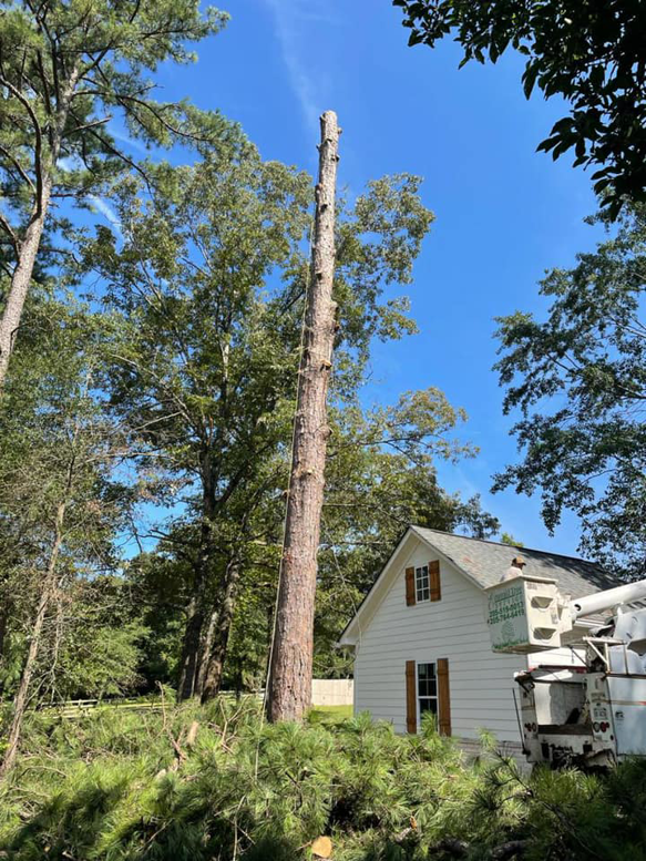 A tall tree after partial removal, with debris on the ground, by Emerald Tree Services in Alabaster, AL