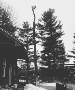 A tall tree being removed next to a residential home, with an arborist at the top, by Arborist Matt Cole in Brewer, ME.