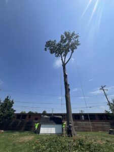 Clever Tree Service LLC team performing a tall tree removal with ropes and ground crew in St. Louis, MO.